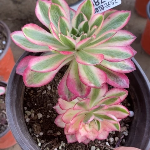 789倾城满25包邮多肉