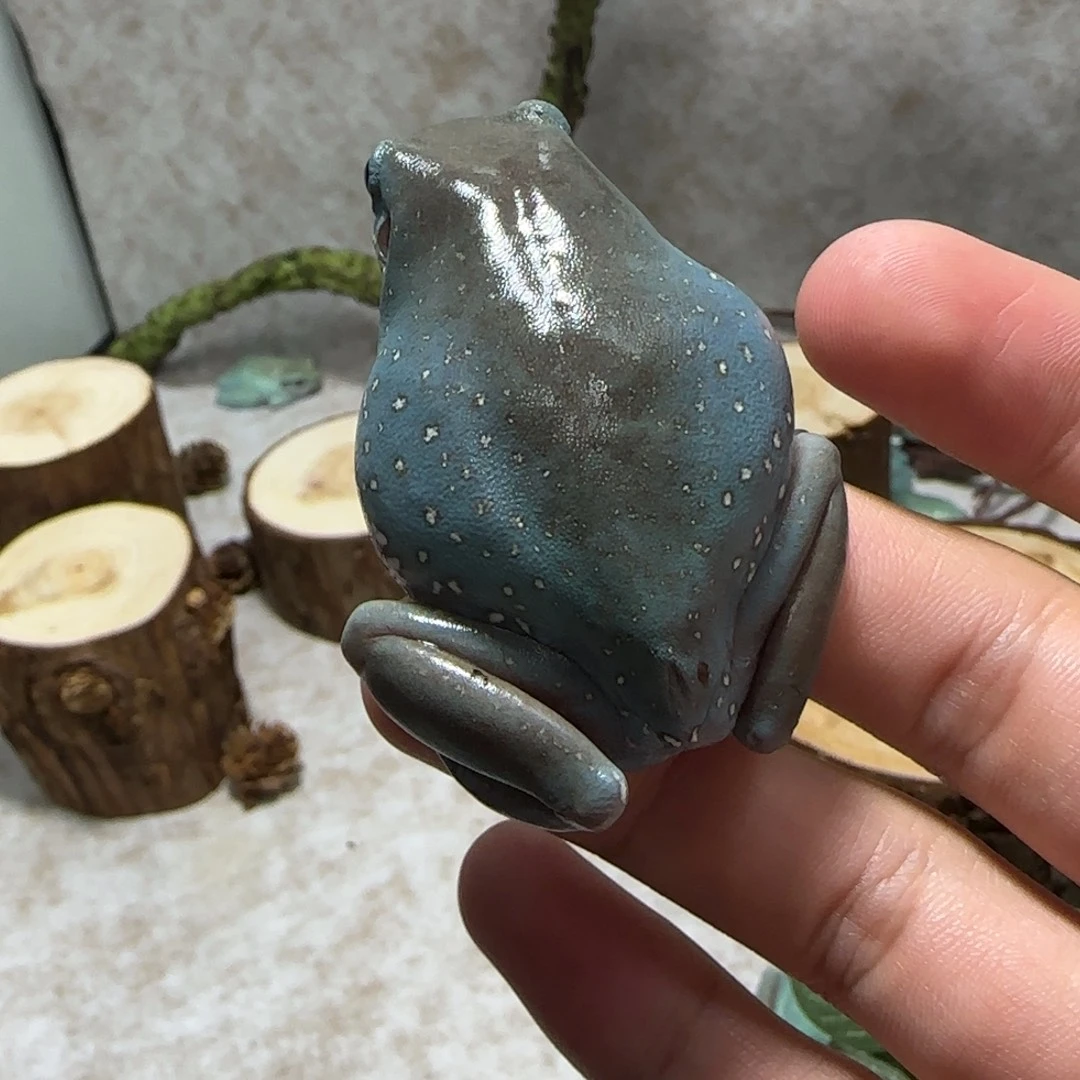 老爷树蛙特蓝金头金背暴雪