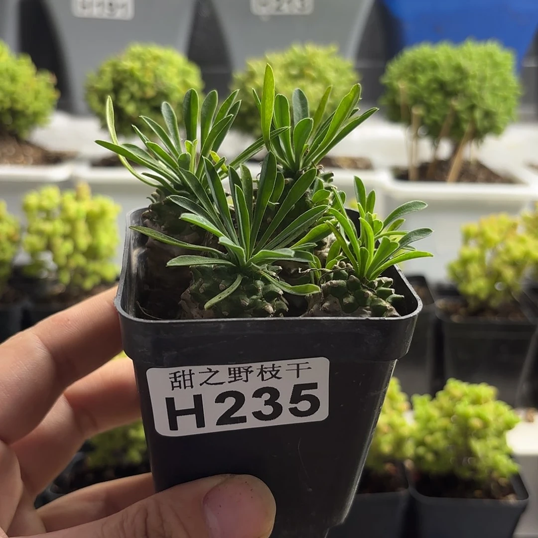 历**师菠萝。       235。