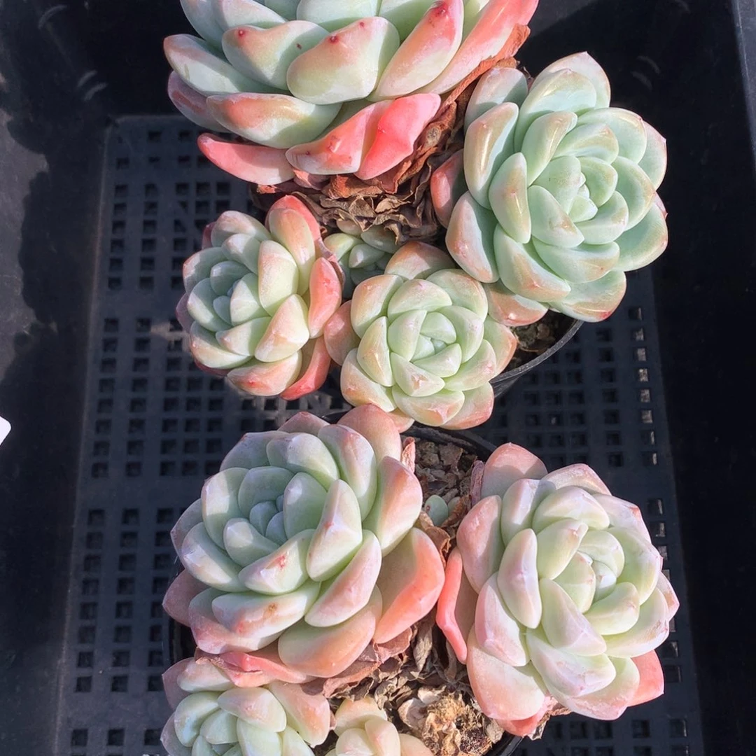 1219-55 老桩冰玉