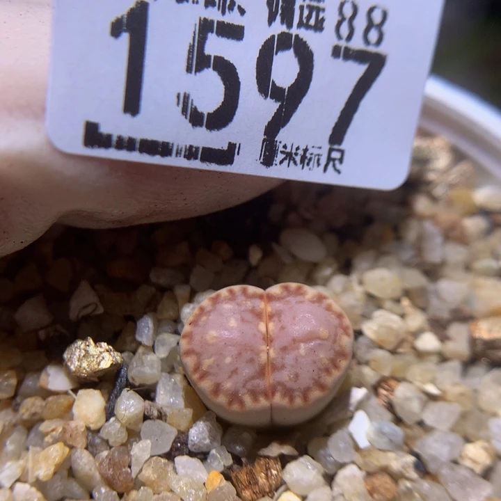 Sss精品生石花1597