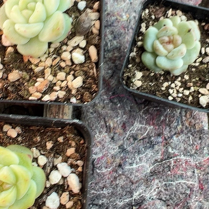 多肉植物一颗珍妮福利一颗