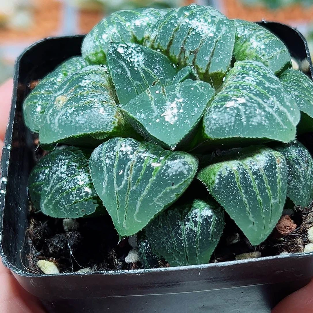 十二卷多肉云遮月