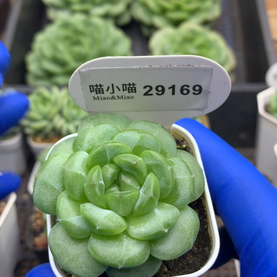 多肉植物杂交珍妮