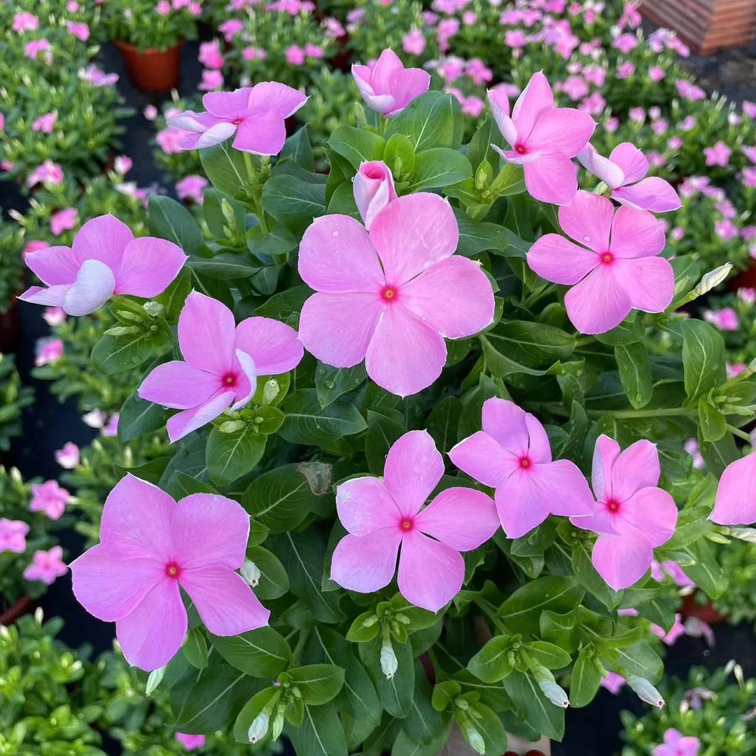 长春花盆栽五叶梅带花苞四季开花耐热耐晒庭院观赏植物