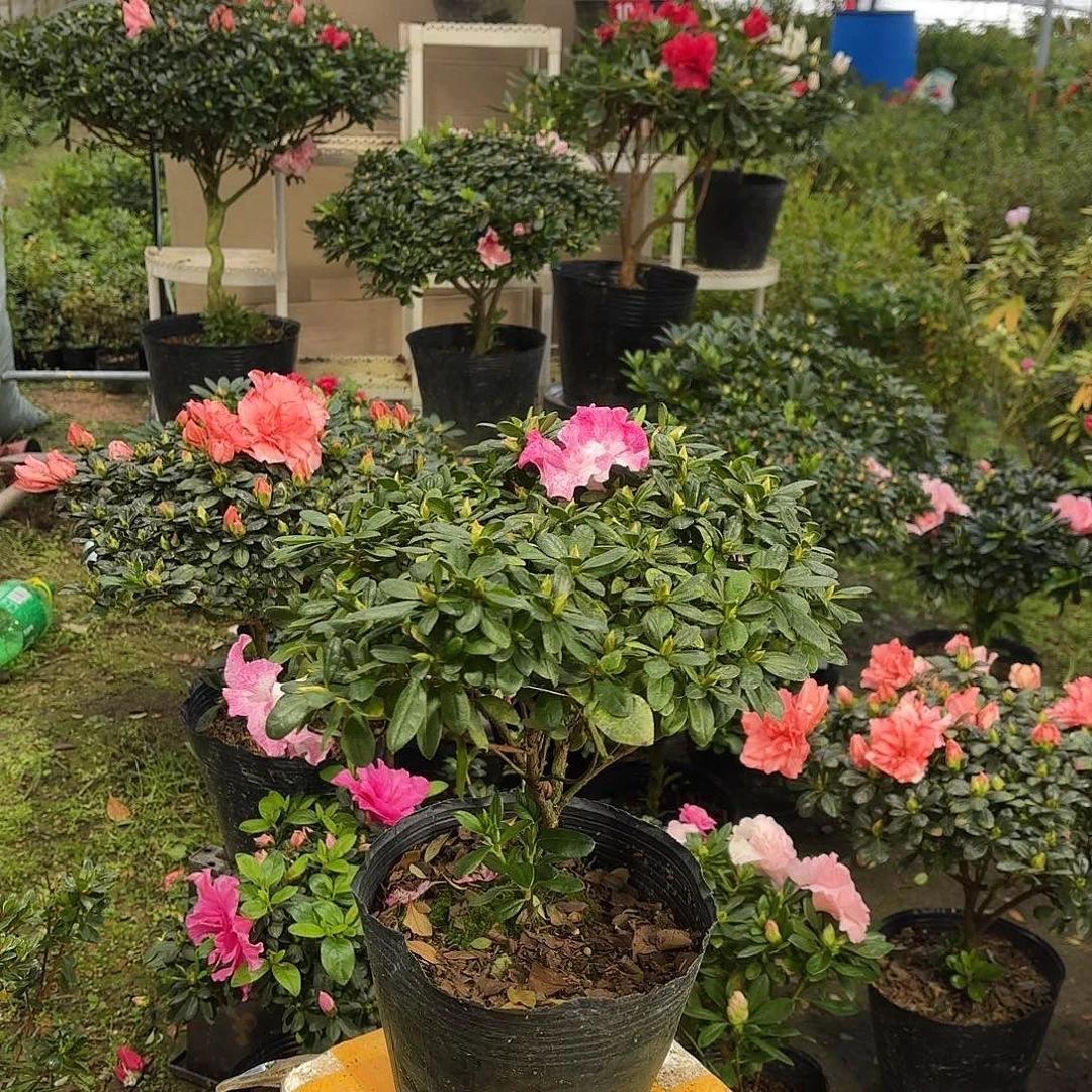 珍***珍大部分花苞少量开放