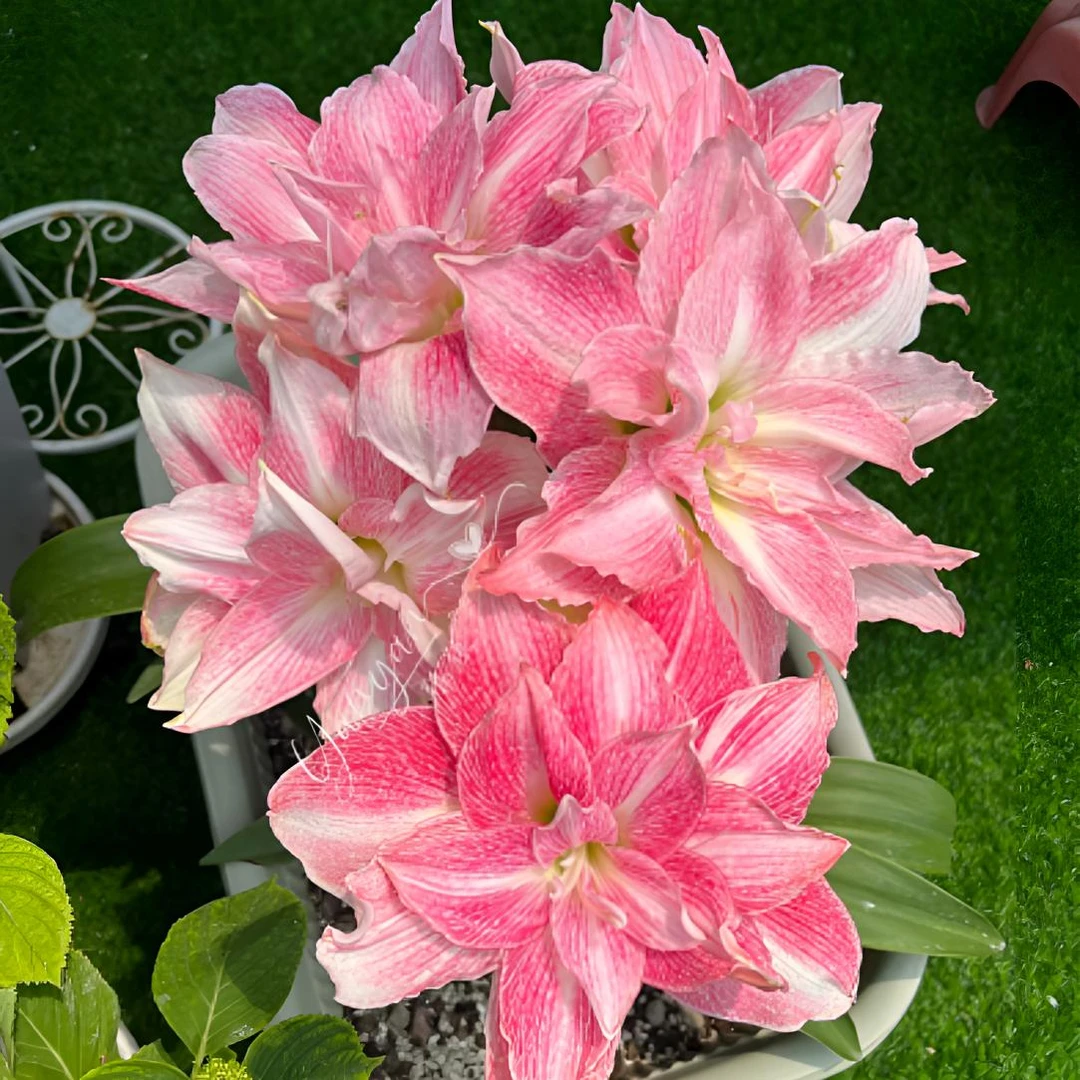 【闪亮】重瓣大花多花朱顶红裸球