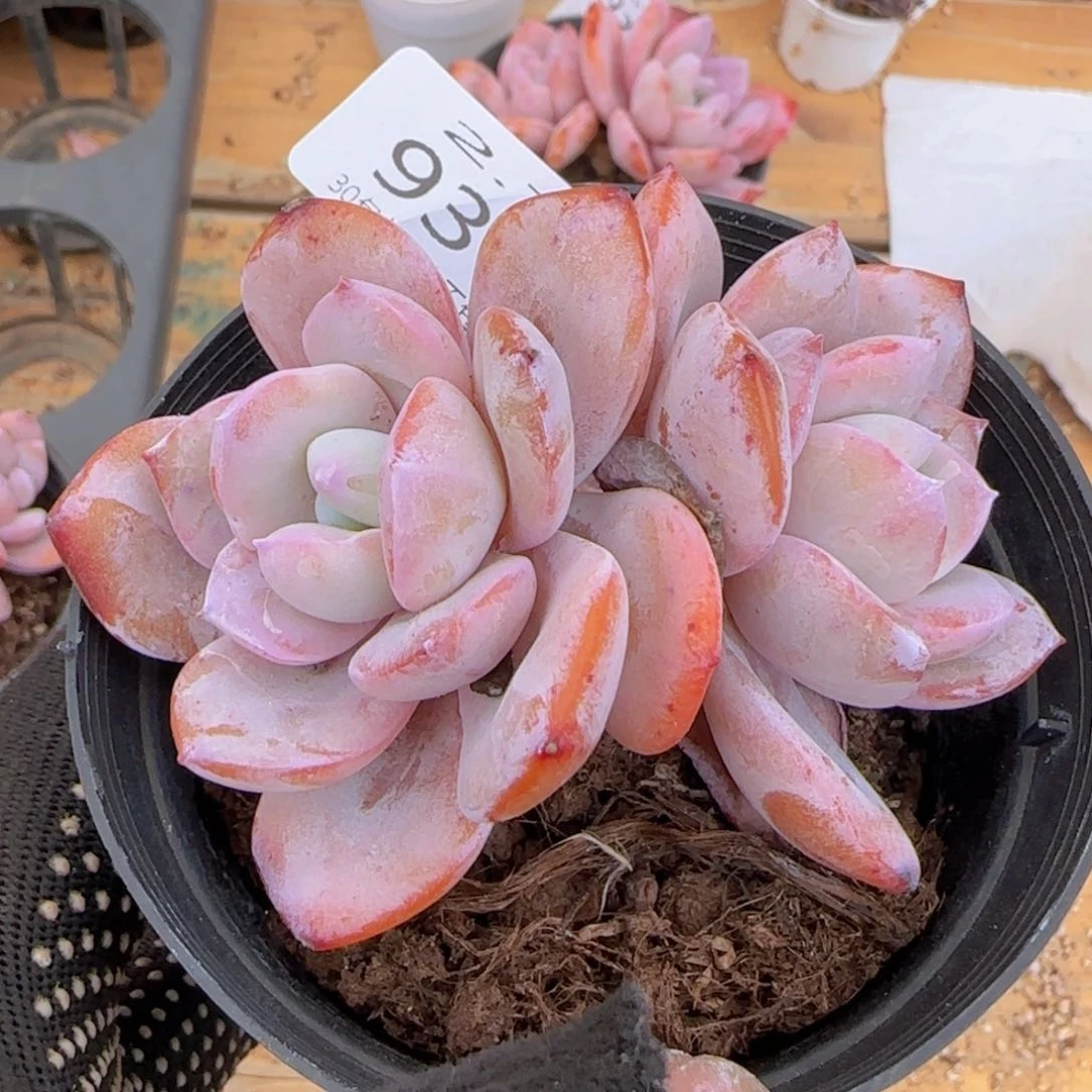 奶茶老桩一颗脱土