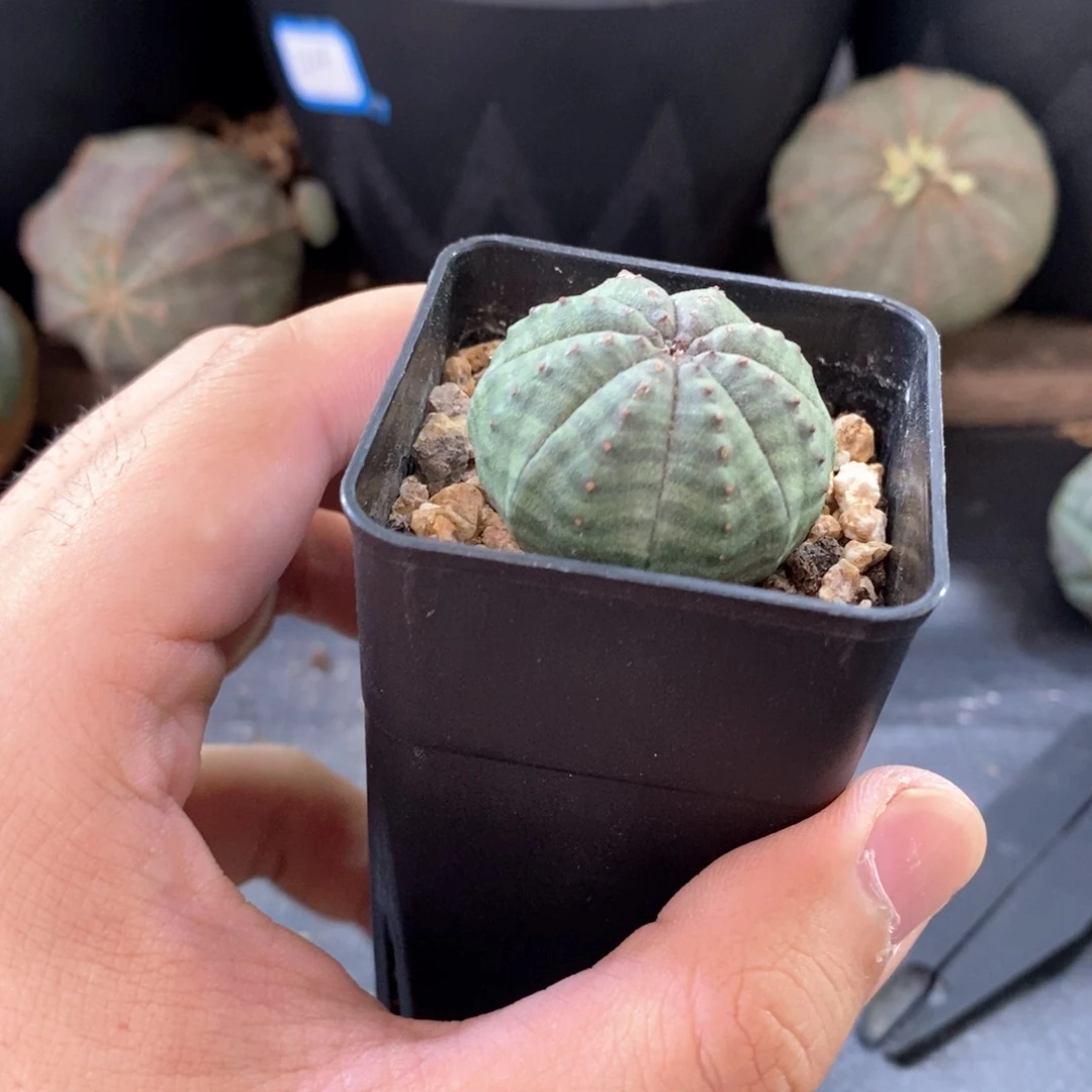 18 欧系实生布纹球多肉植物