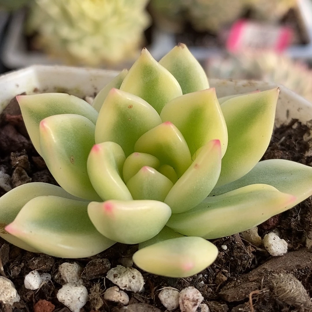 308宽锦哈哈哈哈哈哈