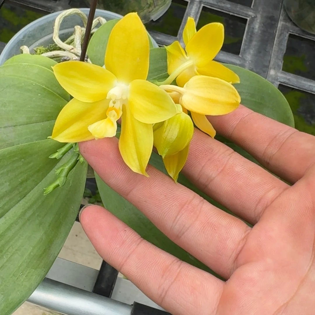 当前无花栽培后可以开花l1508 瑕疵三寸ys1168