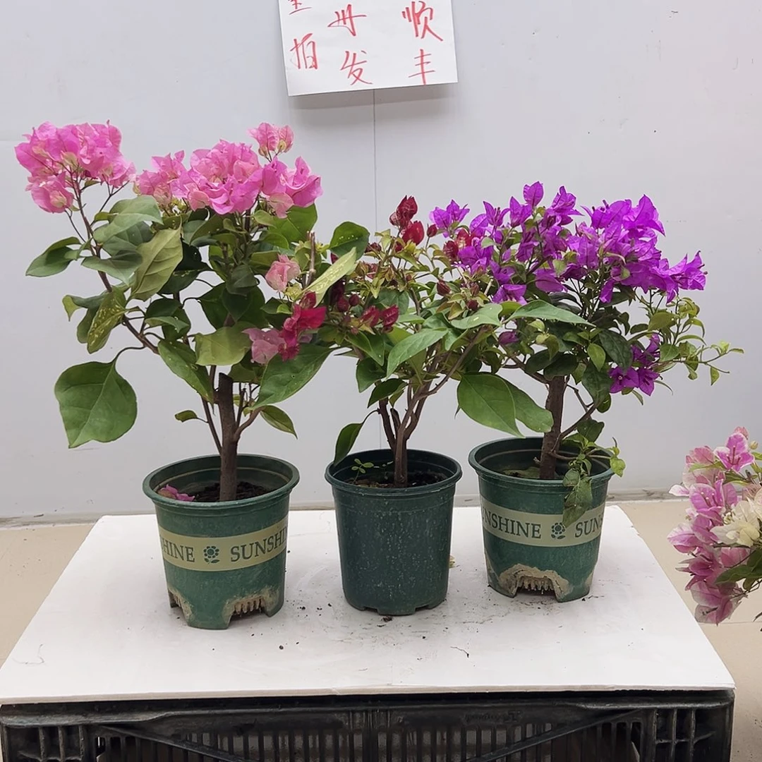 大部分花苞少量开放撒金粉，倾城，金龟紫组合