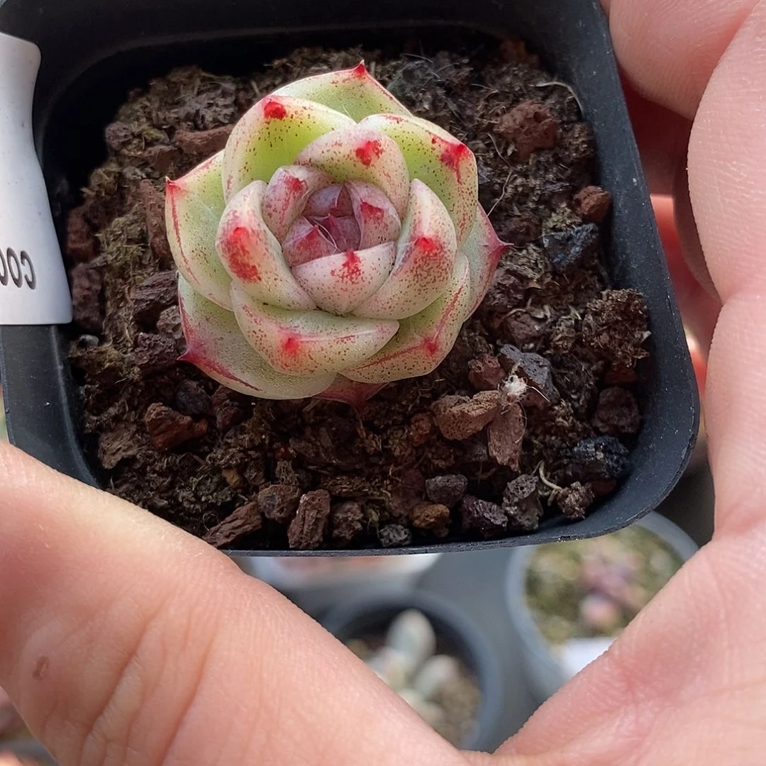 63阿尔巴佳人血斑石化锦多肉植物