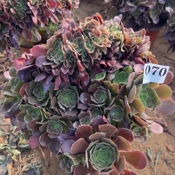 玫瑰缀微瑕多肉植物070