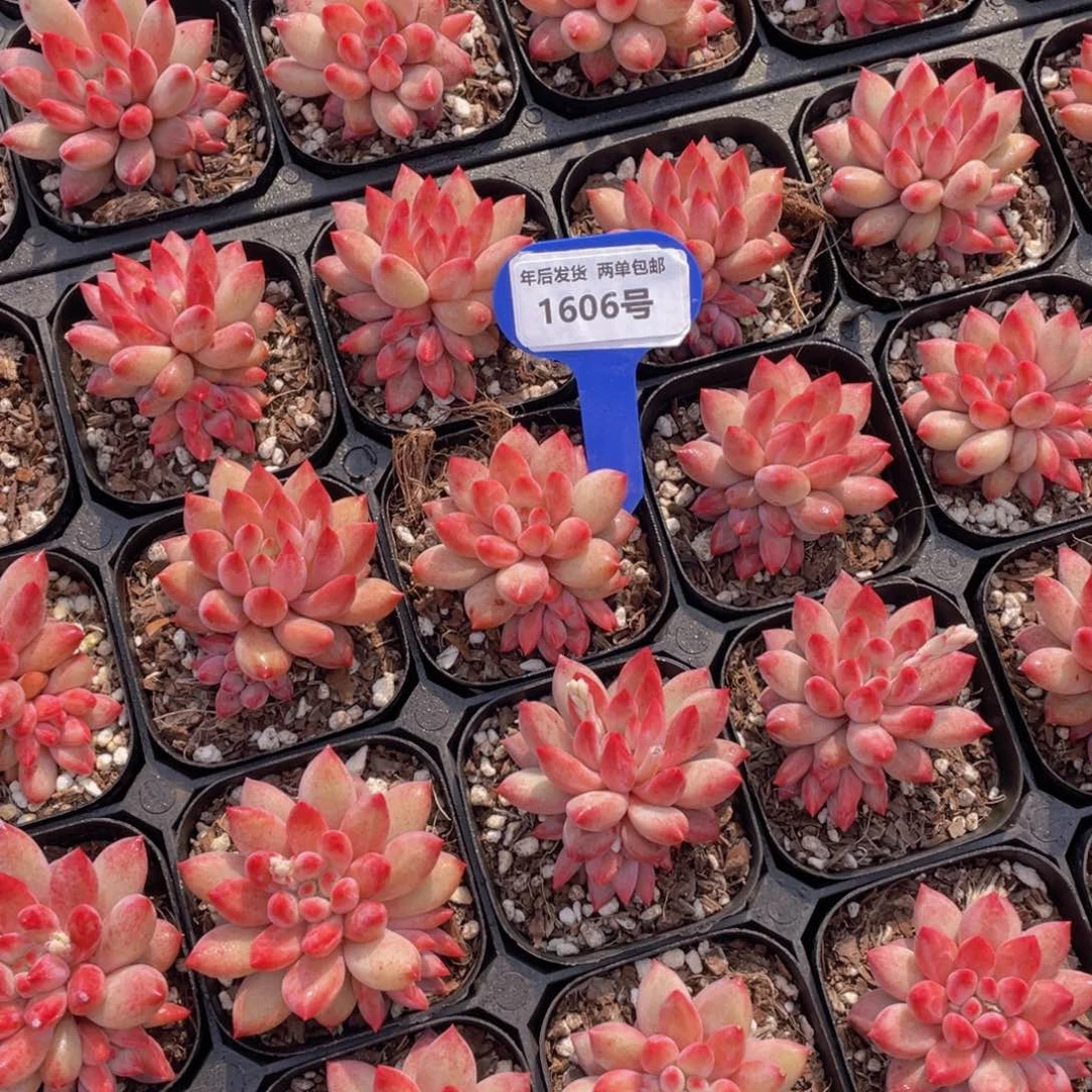 1606号全状态丸叶金鱼姬车厘子单头带仔一个