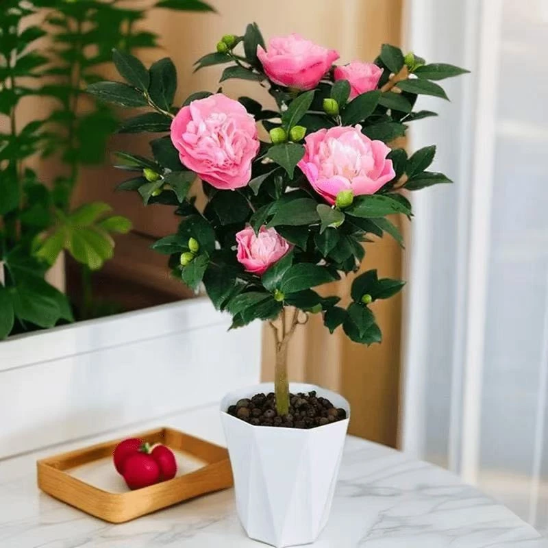 烈香妃茶花小花苞开花有香味植物好养庭院阳台耐寒可露天花卉盆栽