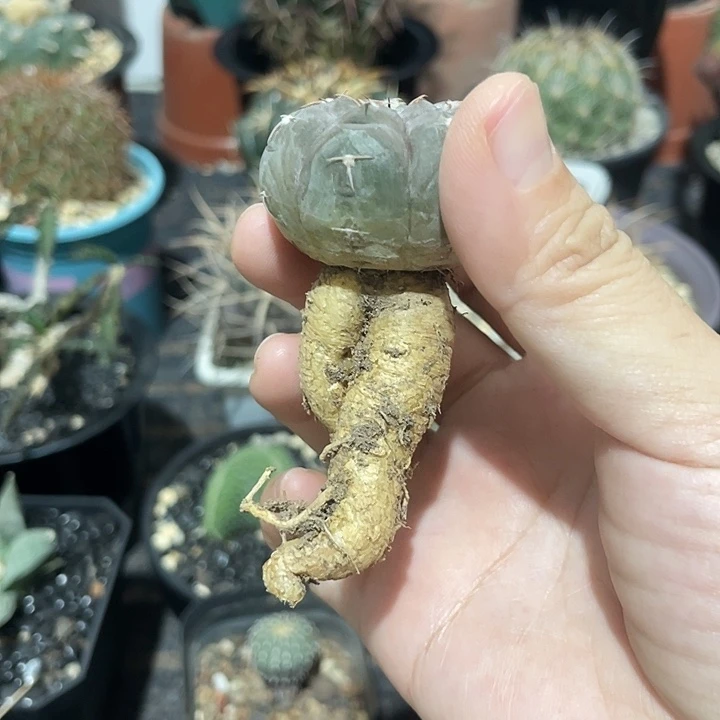 实生铅皮仙人球一颗