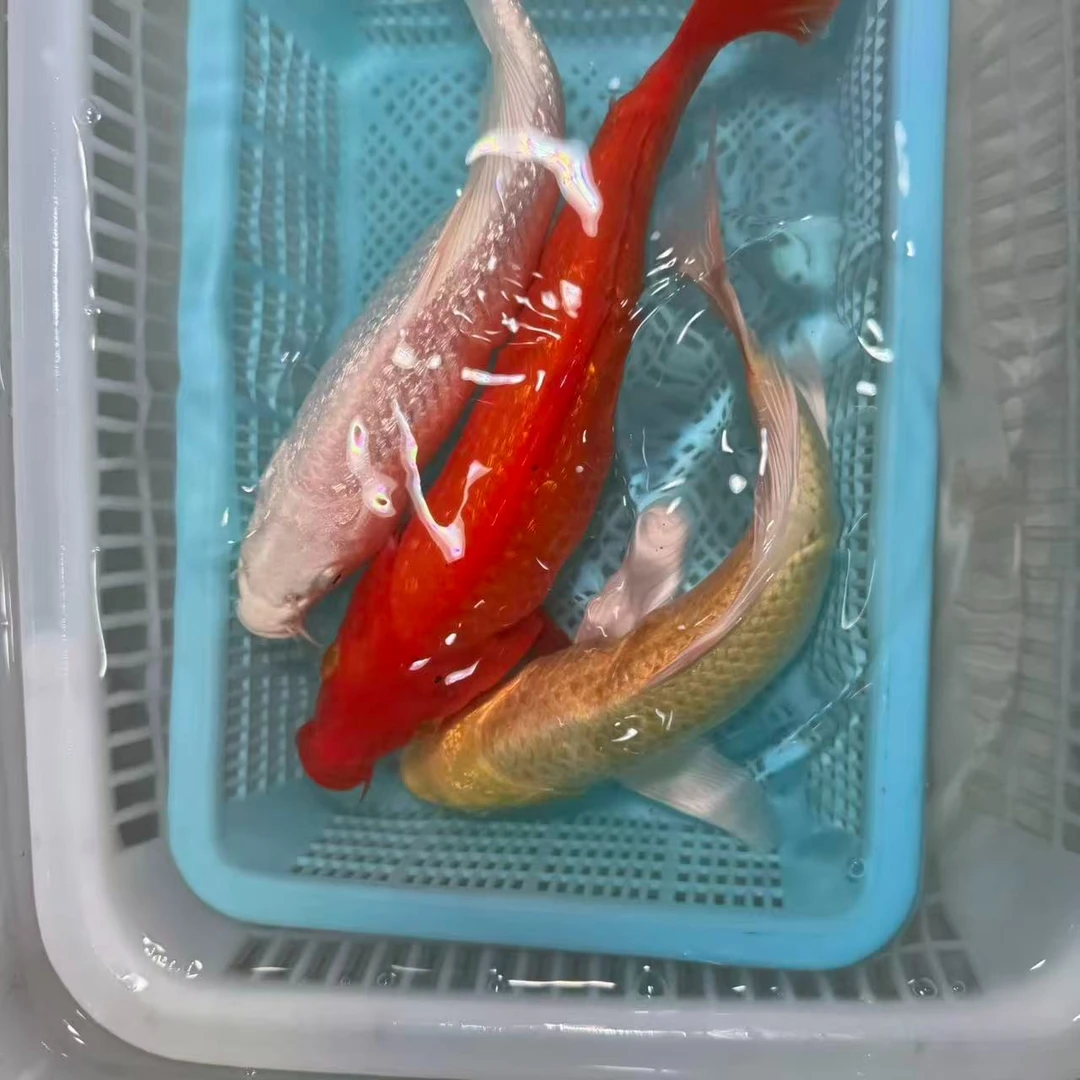 【三条装】15-20cm黄蝴蝶白蝴蝶火鲤冷水观赏鱼活体包邮