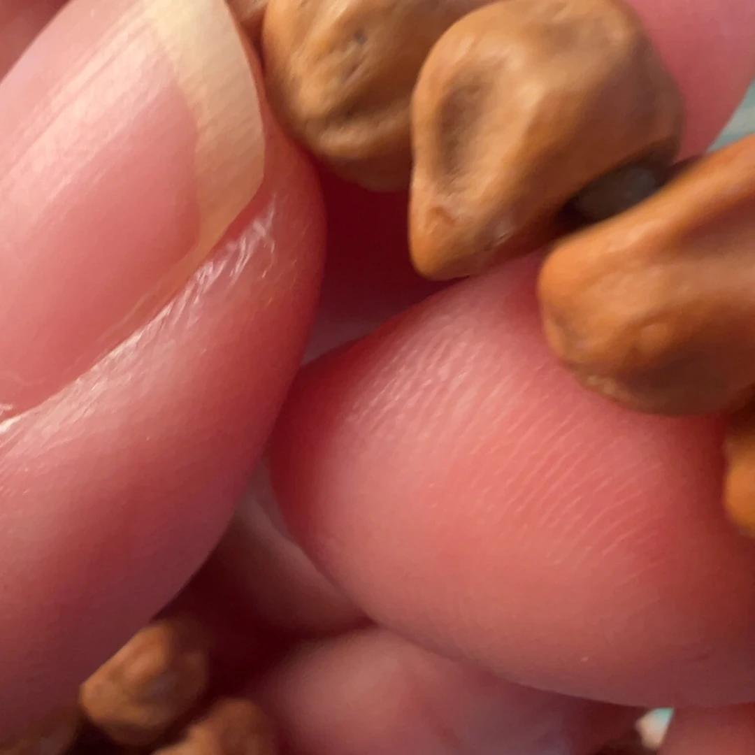 柏香籽/百香籽吊坠F629