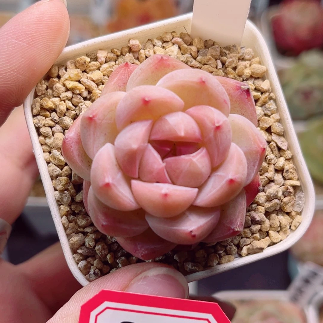 B03 一物一拍 奈良