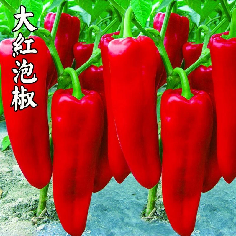 剁椒苗辣椒秧春季秋季四季高产盆栽北京辣椒特辣新鲜辣椒庭院植物