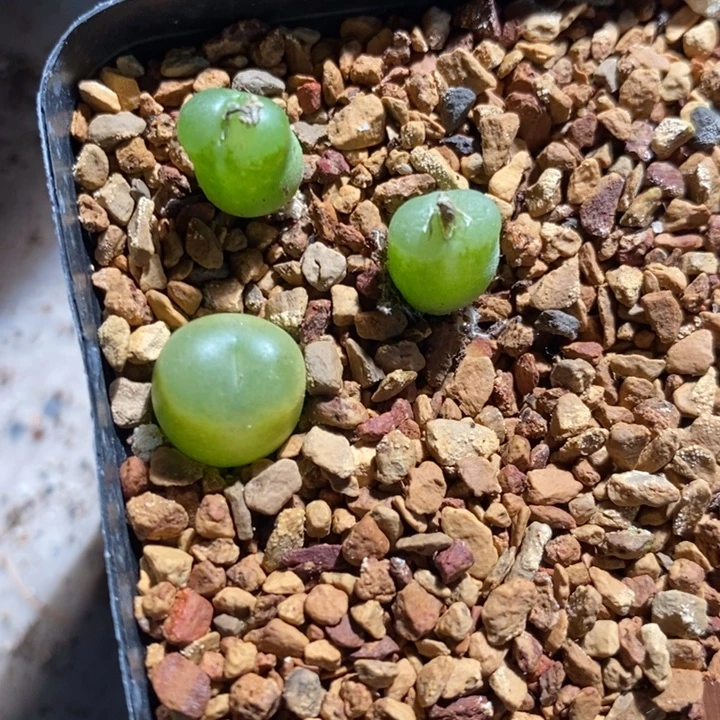 1349。   雪茄一组。