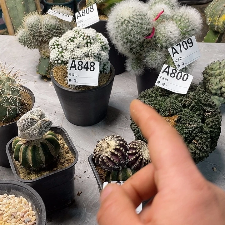 完全开放870奇特球一个