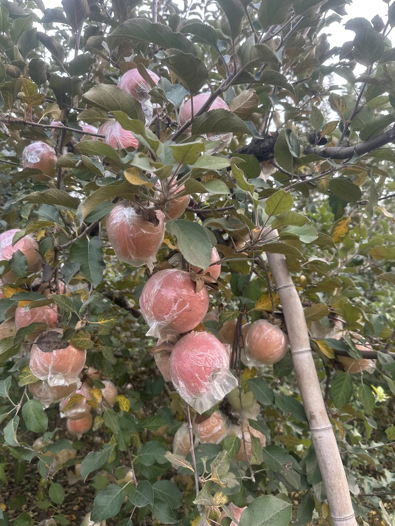 丰县大沙河红富士丑苹果8斤脆甜多汁