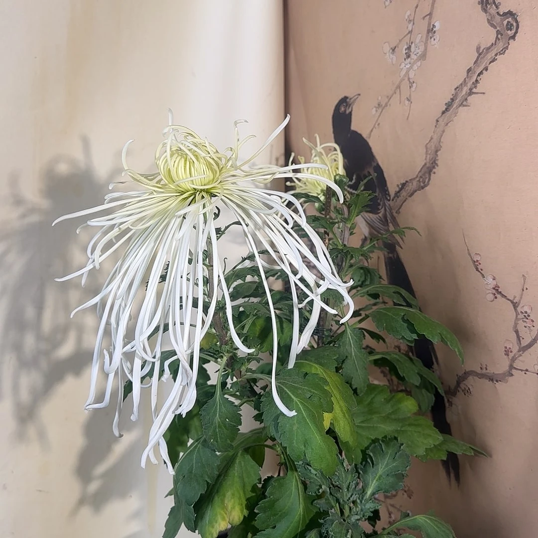 全部花朵C77777777