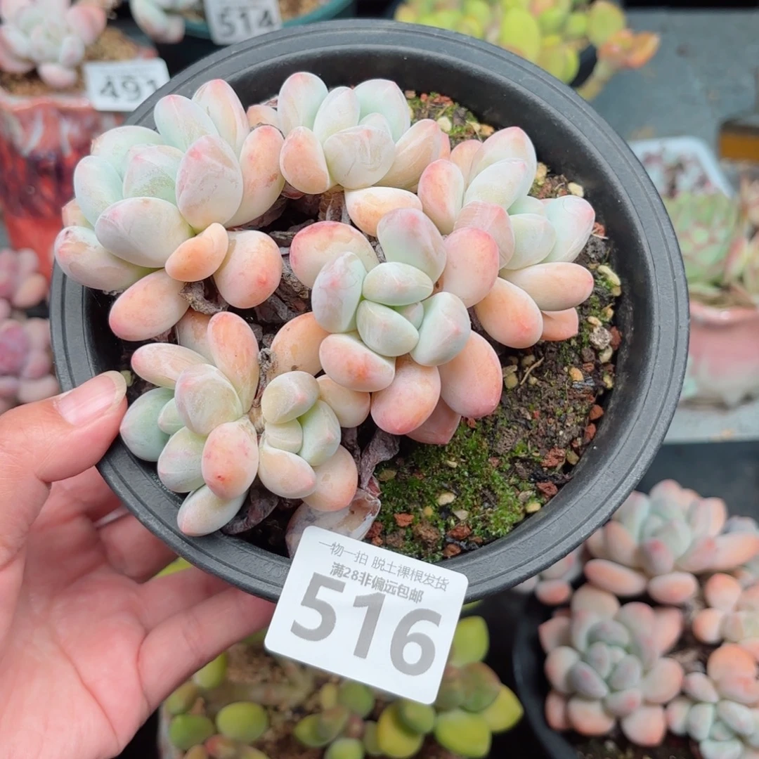 安***顺糖果桃蛋无盆土发货