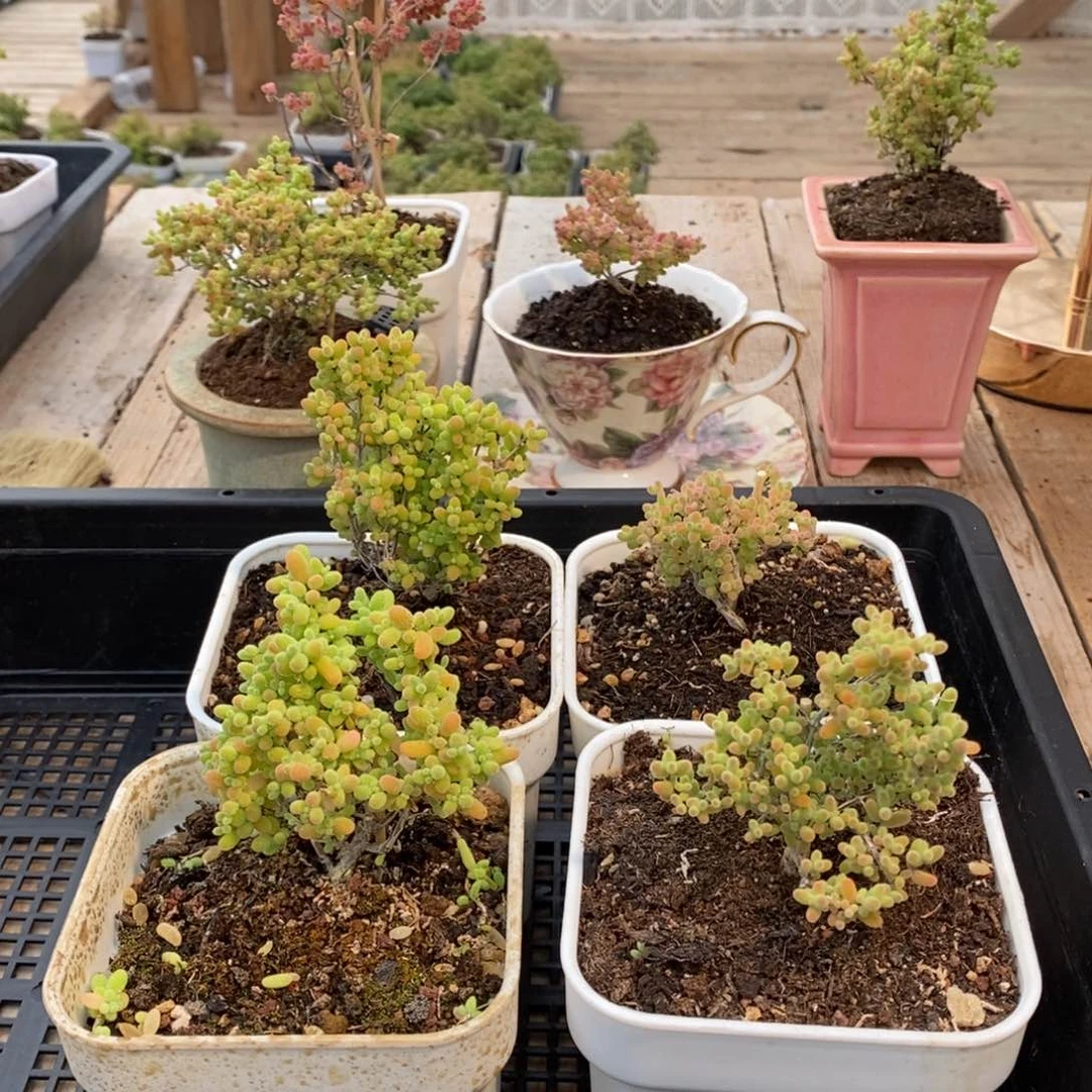 枝干番杏多肉植物960