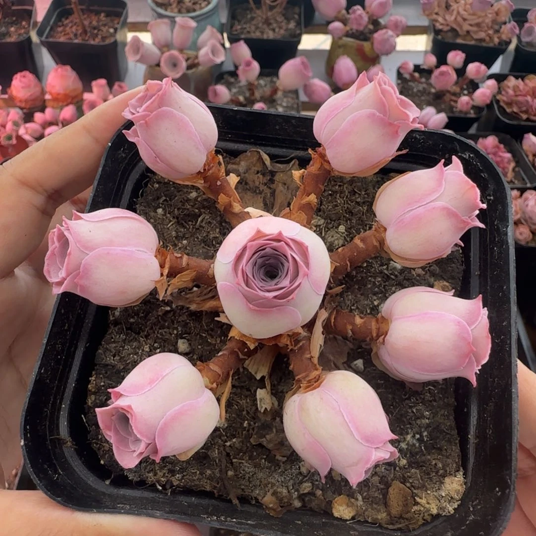 森***林Y921半城玫瑰情澜
