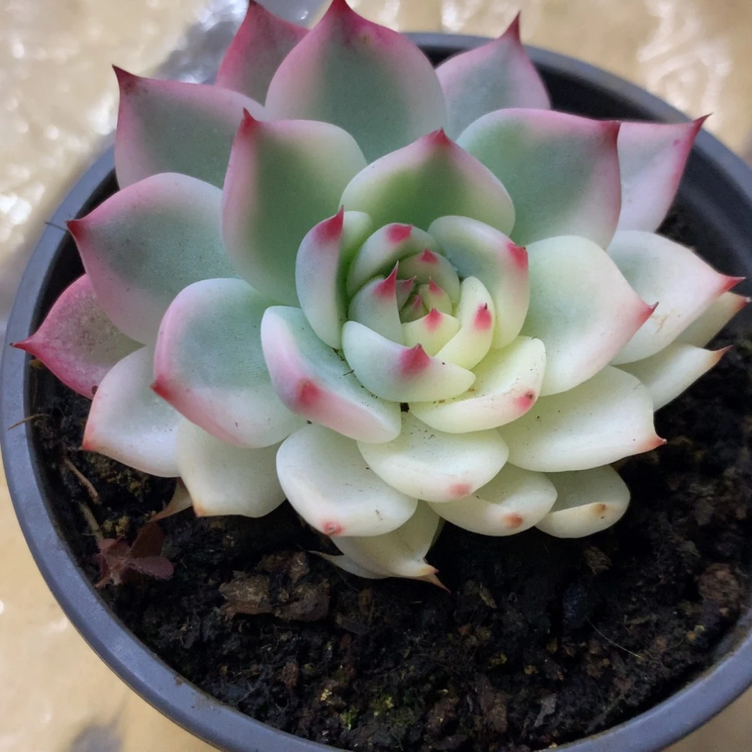 哇哇哈哈哈哈哈哈哈