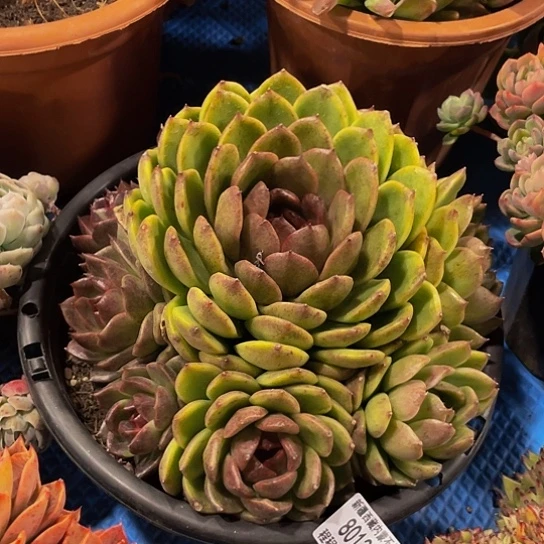 用****6黑曼巴80132多肉