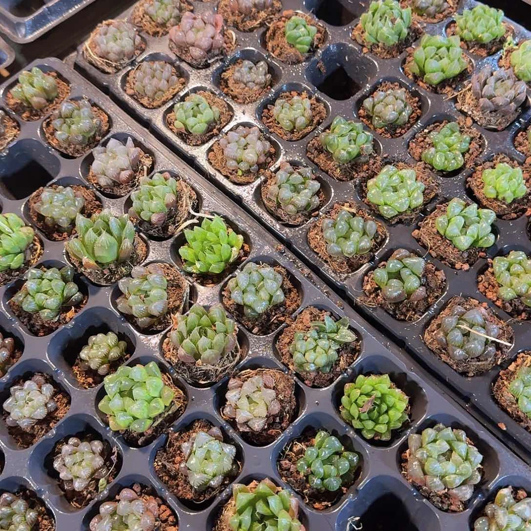 瑕疵不售后玉露保底20颗
