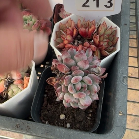 193蓝苹果一物一拍多肉