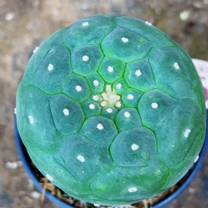 无花朵福利苗接小优350