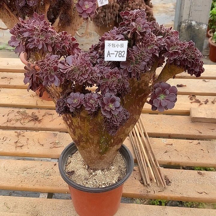 782 欧紫缀宽33 公分