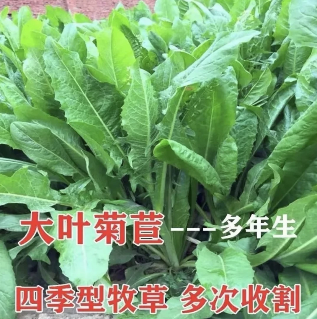 菊苣草种籽将军大叶菊苣四季生长高产牧草种子牛免鸡鸭菜多年生