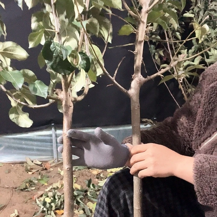 9762苹果树一组自拍