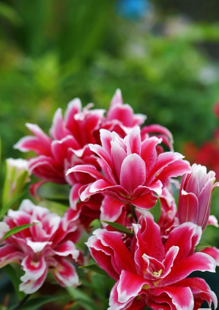 四季可种【迪奥】16/18重瓣香水百合种球，室内外都可种植