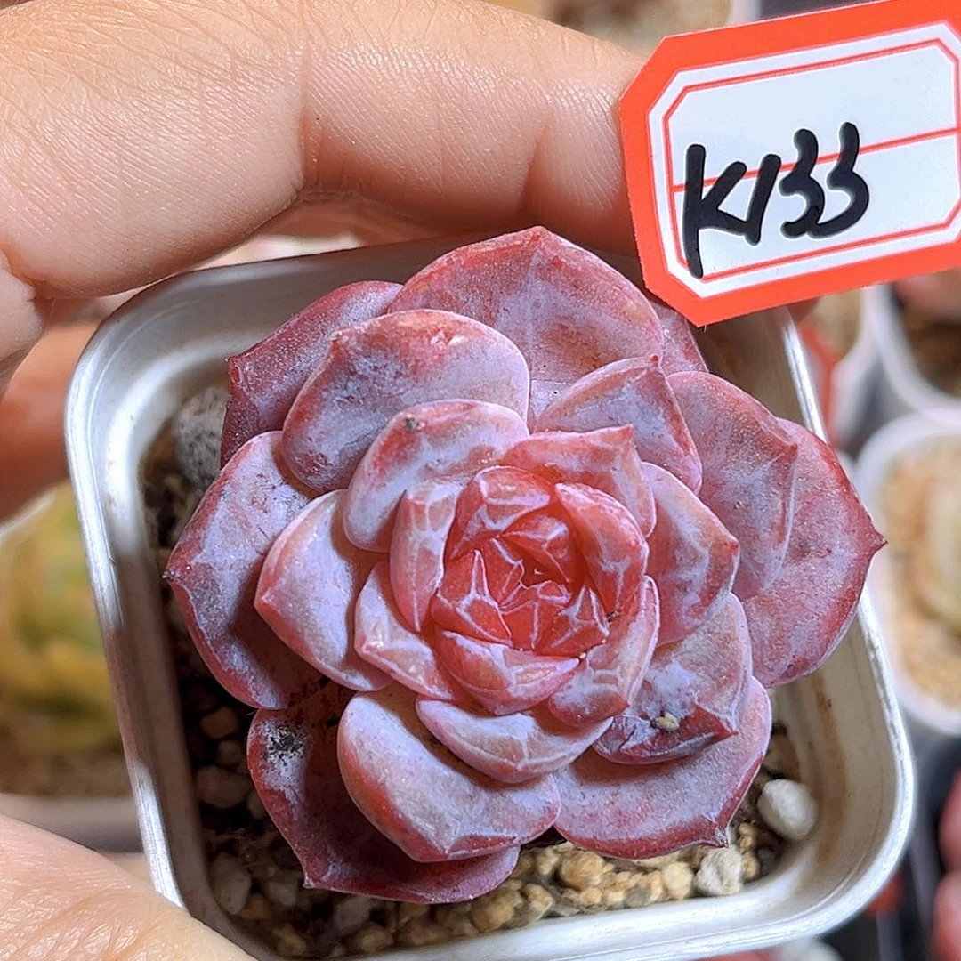 K113  新品珍妮 满18包邮