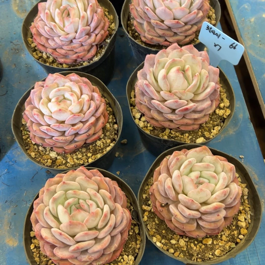 人***_350201-66橙子7