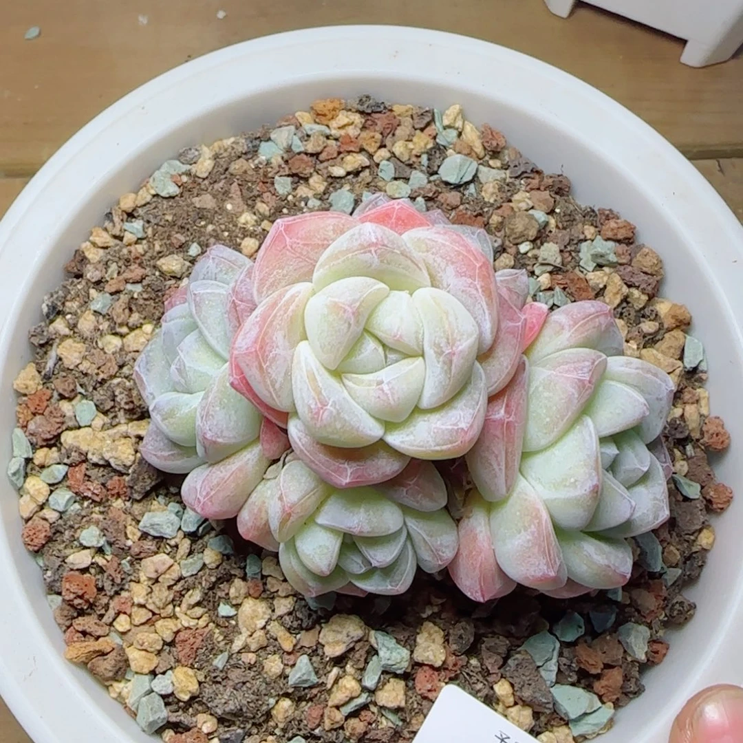 冰玉无砍，5251多肉植物