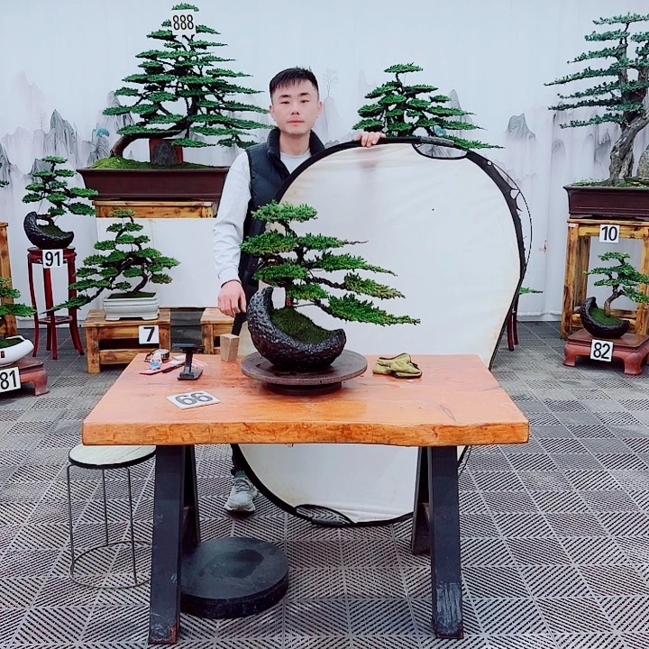 二***忙无花朵松柏盆景，一物一拍