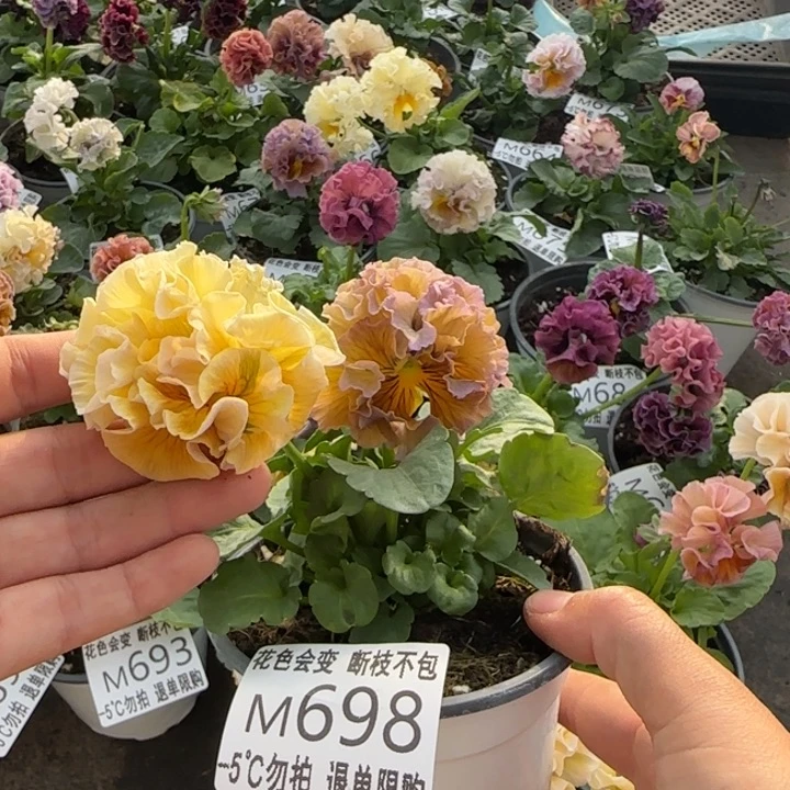 无花朵M698小苗默认苗晃零下5勿拍