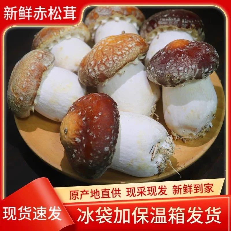 新鲜赤松茸现摘松茸菇鲜大球盖菇生鲜食品煲汤松茸菇包邮