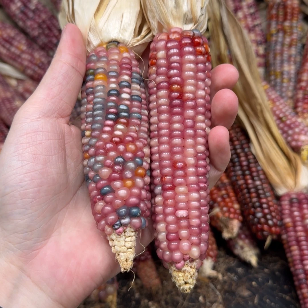 柏香籽/百香籽吊坠小*鸽