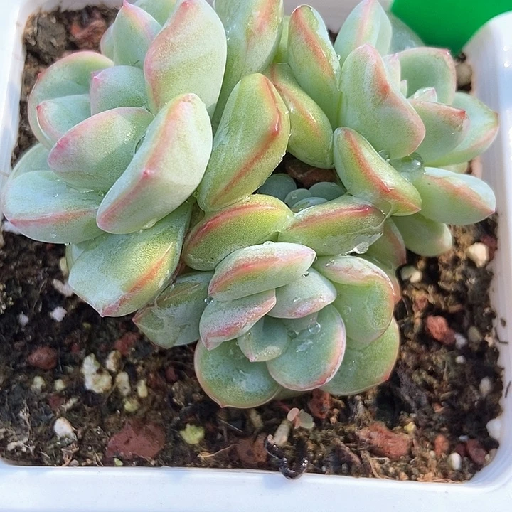 多肉植物泡芙872多肉