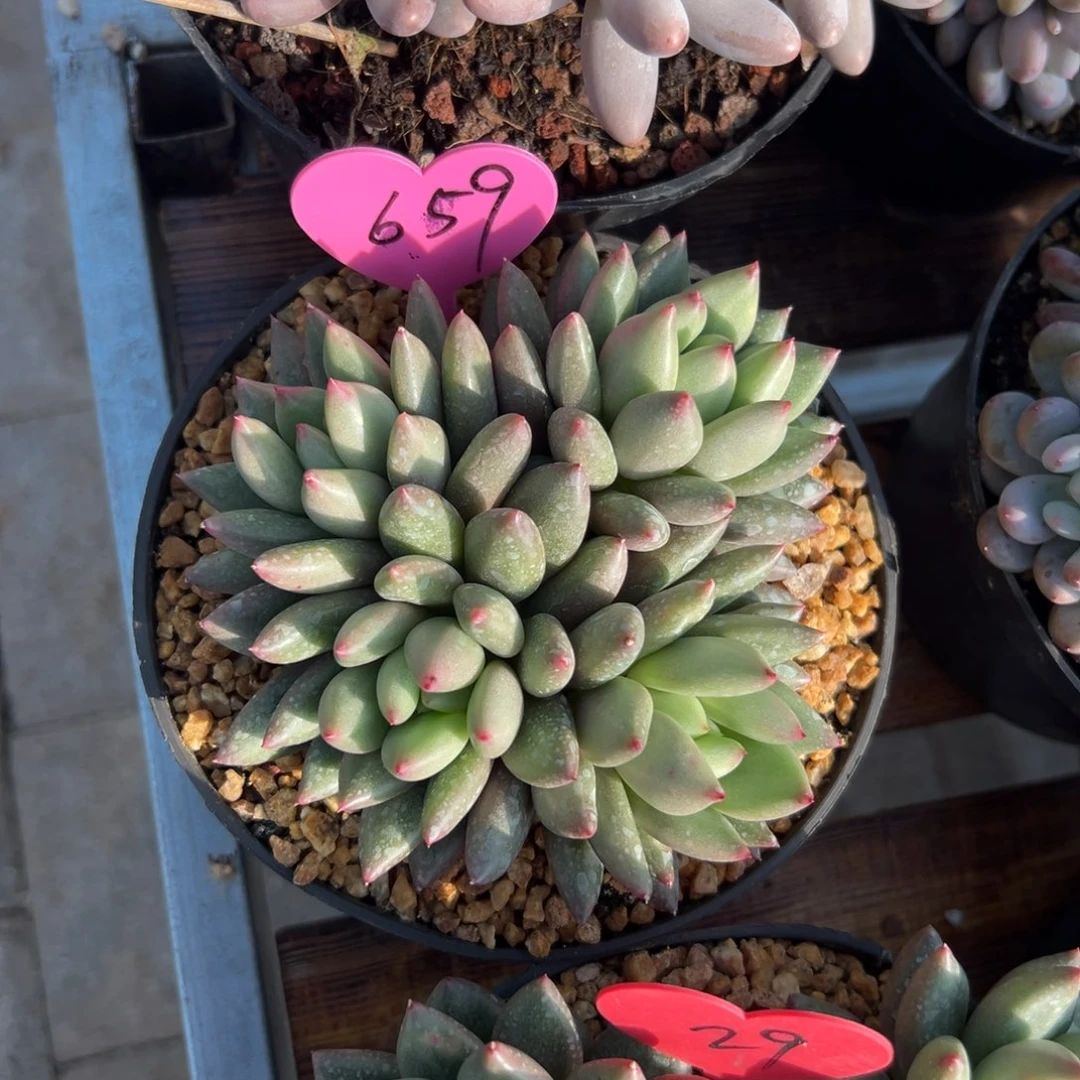 ?****?多肉植物一物一拍